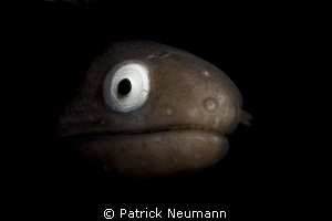 beautiful eyes by Patrick Neumann 